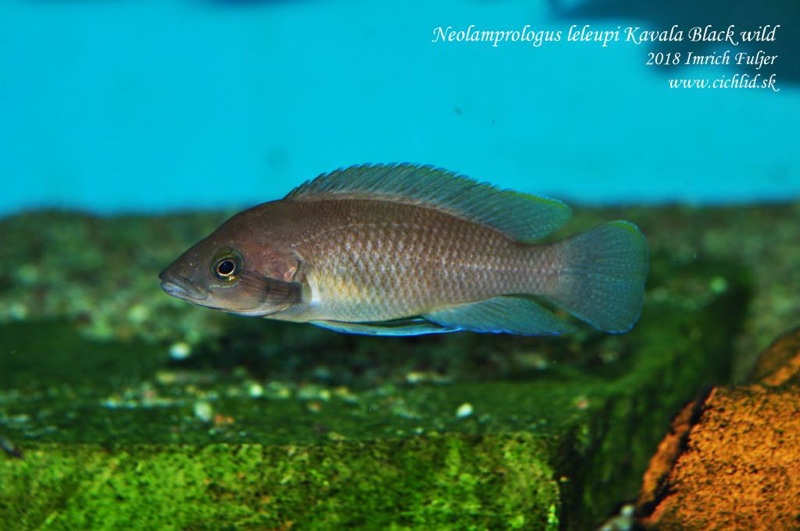 Neolamprologus leleupi 'Bilila (Kavala) Island'